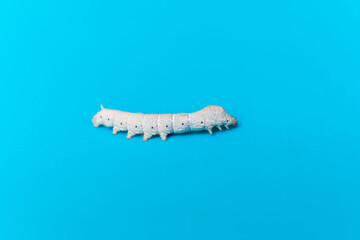 White silkworm on blue background