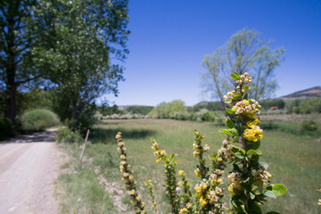 Spring flowers in meadow Teruel mountains Aragon Spain
