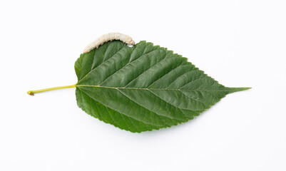 Fototapeta premium One silkworm eating mulberry leaf