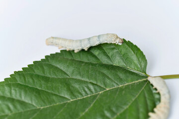 Two silkworms eating mulberry leaf