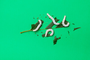 Group silkworms eating mulberry leaf