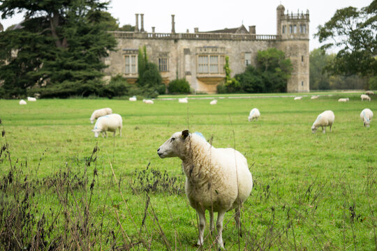Lacock Abbey and Grounds - Wiltshire