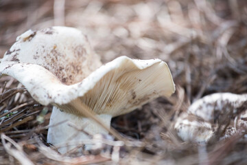 Wild mushrooms in Teruel mountains Aragon Spain