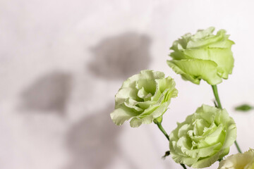 Etstoms of light green color on a light gray marble background