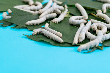 Many silkworms eating mulberry leaves