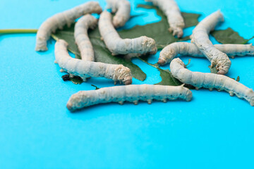 Many silkworms eating mulberry leaves
