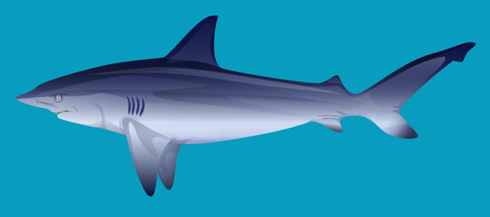 Hungry aggressive and scary shark fish on blue background vector illustration