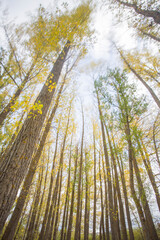 Fototapeta premium Autumn landscape in Alcala de la Selva Teruel Aragon Spain Yellow poplar trees