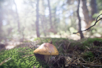 Wild mushrooms in Teruel mountains Aragon Spain