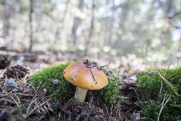 Wild mushrooms in Teruel mountains Aragon Spain
