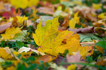 Acer platanoides bright autumn colorful leaves background, autumnal bright yellow orange red colors