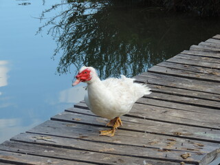 Os patos medem entre 45 e 80 centímetros, são as aves  encontradas no mundo.  Eles se alimentam principalmente de plantas aquáticas e gramíneas encontradas nas margens dos lagos.