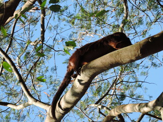 O bugio marrom é um primata conhecido pelos rugidos altos que podem ser ouvidos a pelo menos 1,6 quilômetros de distância.