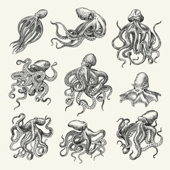 Sea octopus. Engraved hand drawn in old sketch, vintage creature. Nautical or marine, monster. Animal in the ocean. Template for logos, labels and emblems. © artbalitskiy