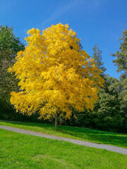 a black walnut tree (Juglans nigra) in brilliant yellow autumn coloring in a public park against deep blue sky.