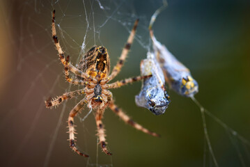 European garden spider with wasps in the web (Araneus diadematus). Female spider and her prey