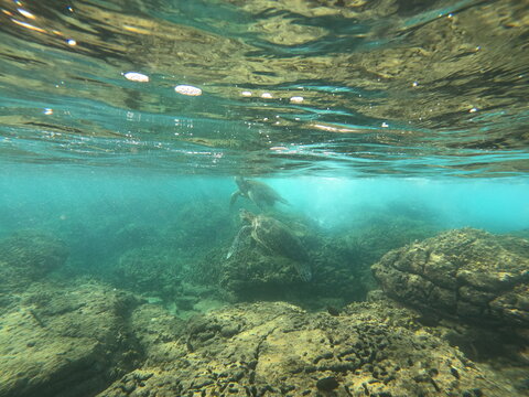 Green Sea Turtles In Hawaii