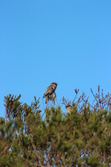 bird in the sky