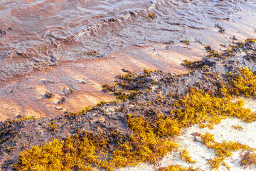 Very disgusting beach water with red seaweed sargazo Caribbean Mexico.