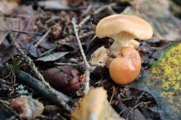 small mushrooms in the autumn forest close up