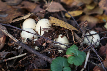 small mushrooms in the autumn forest close up