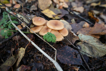small mushrooms in the autumn forest close up