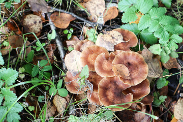 small mushrooms in the autumn forest close up