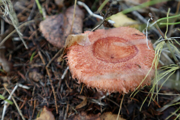 small mushrooms in the autumn forest close up