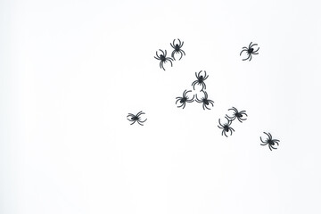 spiders on white background seen from above (decoration halloween)