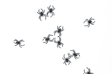 spiders on white background seen from above (decoration halloween)