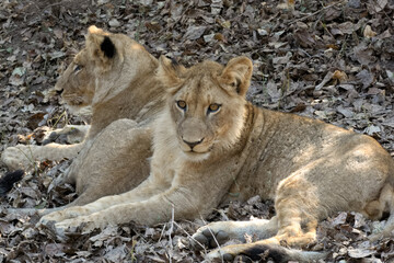 Two lions, Zambia