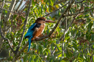 A White Throated Kingfisher in a Tree