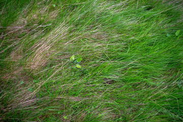 Herbe d'une plaine couchée, vu du dessus