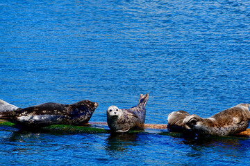 Fototapeta premium Seals in there harbour