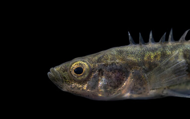 The ninespine stickleback (Pungitius pungitius), also called the ten-spined stickleback