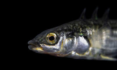 The three-spined stickleback (Gasterosteus aculeatus)