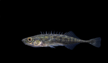 The ninespine stickleback (Pungitius pungitius), also called the ten-spined stickleback
