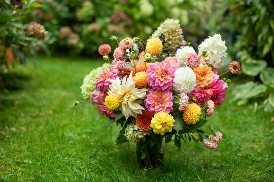 Kompozycja kwiatowa z kwiat&oacute;w dalii, astr&oacute;w i hortenji w ogrodzie, bukiet kwiat&oacute;w, bouquet of flowers