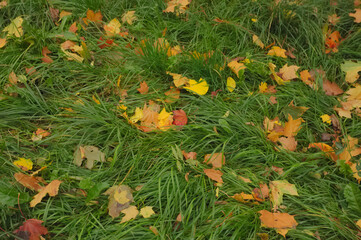 autumn leaves - obrazy, fototapety, plakaty