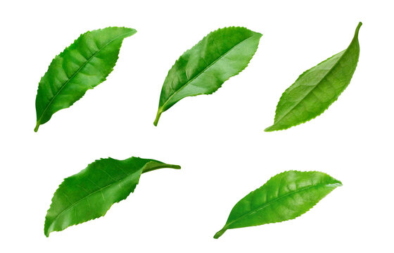 お茶の葉イラスト の画像 102 436 件の Stock 写真 ベクターおよびビデオ Adobe Stock