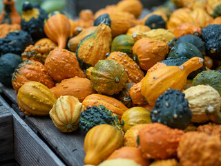 Orange, green and yellow gourds in the fall