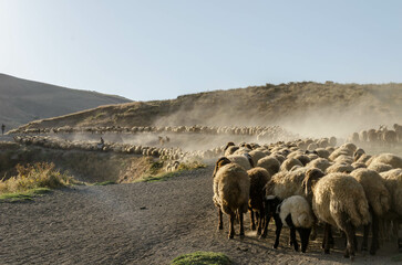 herd of sheep on the mountain