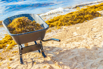 Wheelbarrow and disgusting seaweed sargazo beach Playa del Carmen Mexico.