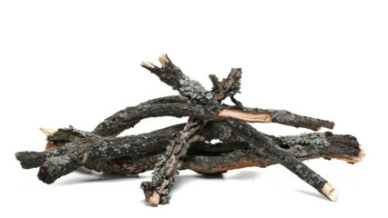Dry branches, twigs for camp fire