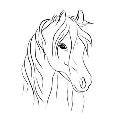 horse's head hand draw, vector illustration isolated on a white background