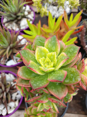 Obraz premium close up of a plant