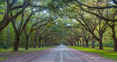 road in the woods