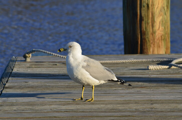 Yellow-Legged Gull on Chesapeake Bay Wharf