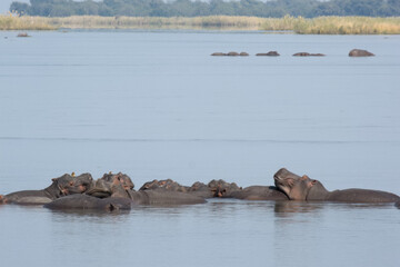 Hippopotamus in Zambezi River, Zambia
