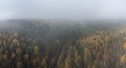 Fog-shrouded autumn forest. Air view.